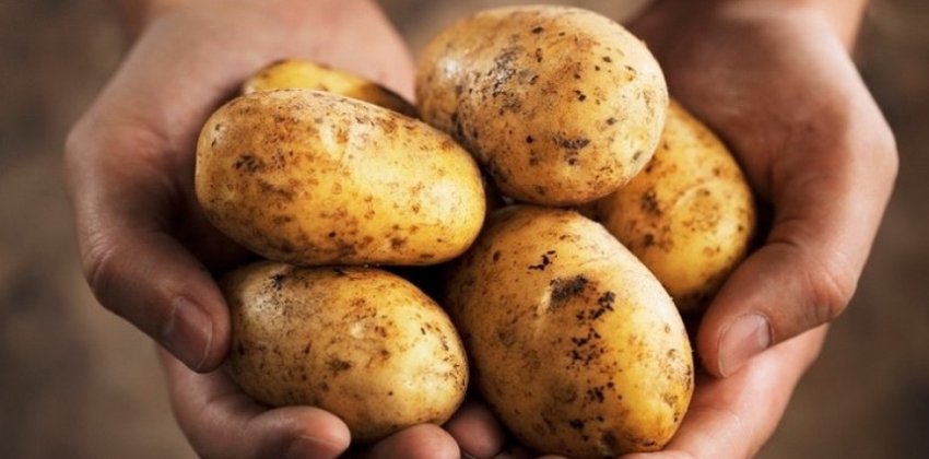 Опасный картофель - «Здоровье»