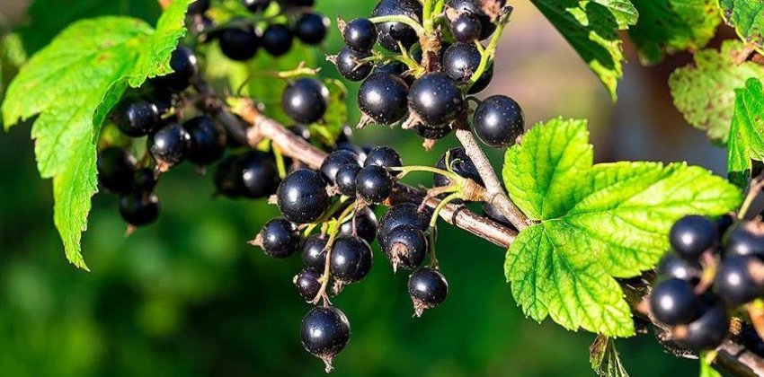 Чёрная смородина - ягода здоровья - «Здоровье»