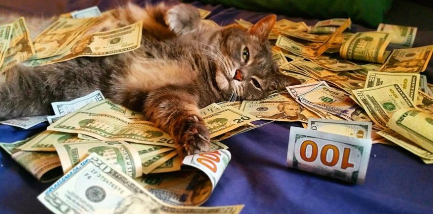Как кошки привлекают финансы - Женский блог.
