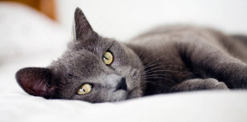 10 жизненных советов от вашего кота - Женский блог.