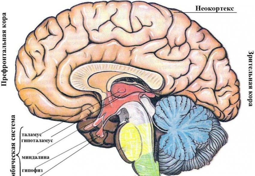 Неокортекс 🧠: что это такое у человека, за что отвечает, строение и функции новой коры головного мозга - «Здоровье»