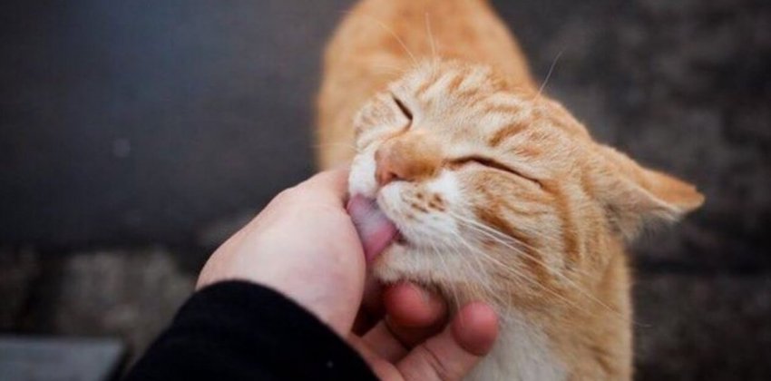 Cострадание к котикам мешает любить ближних? - «Стиль жизни»