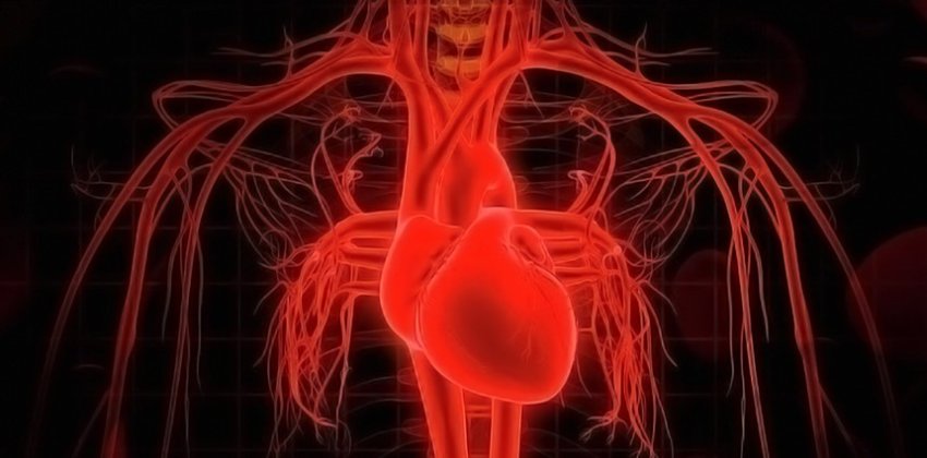 Интересные факты о кровеносной системе - «Здоровье»