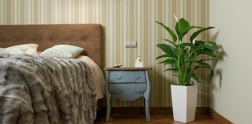 От простуды, пыли и для крепкого сна - «Здоровье»