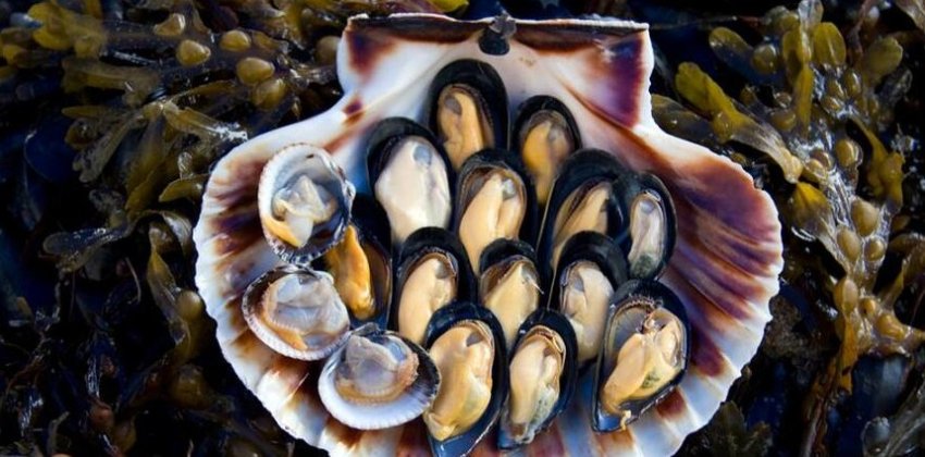 Как готовят мидии в Испании? - «Стиль жизни»